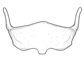   Anthidium cockerelli  male, diagram showing ventral view of sixth sternum (S6), diagram from Gonzalez and Griswold 2013 
